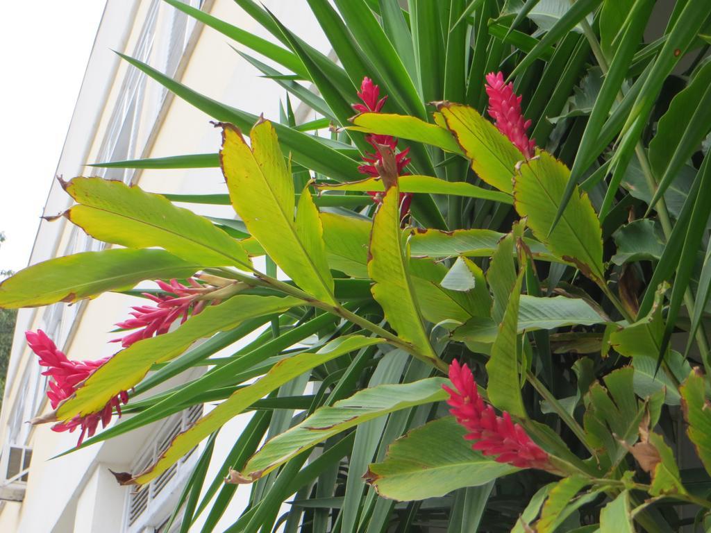 Nature Paradise Boutique Hotel Rio de Janeiro Rom bilde
